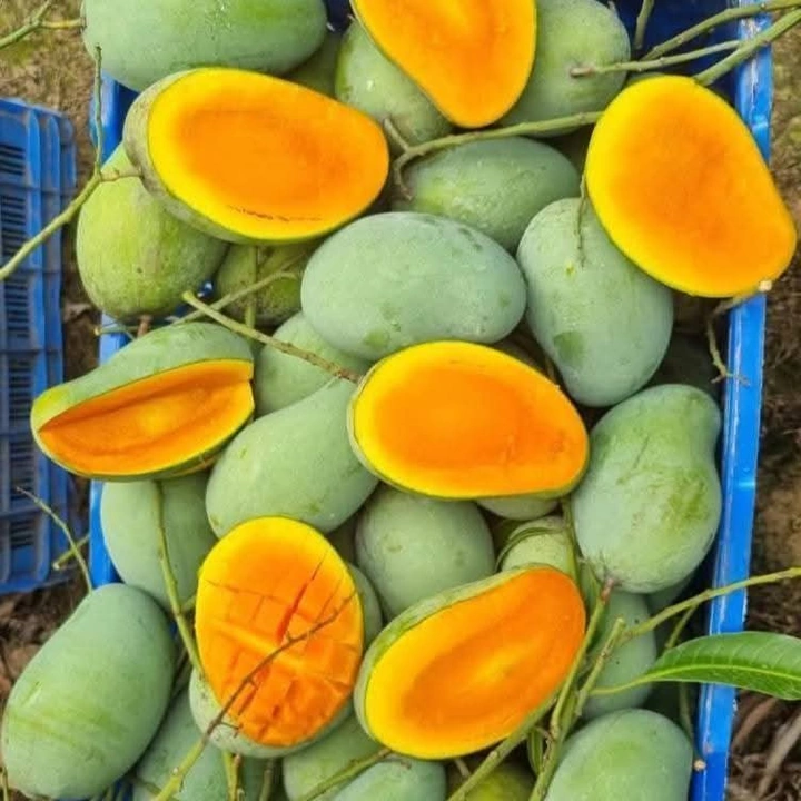 আমের রাণী রুপালী– কার্বাইড মুক্ত, সরাসরি বাগান থেকে সংগ্রহকৃত প্রিমিয়াম আম
